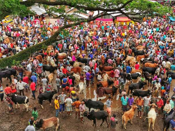 Photograph Azim Khan Ronnie Cow Market on One Eyeland