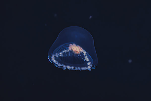 Photograph Hiro Hiro Jellyfish2 on One Eyeland