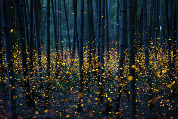 Photograph Kei Nomiyama Sea Of Light In A Bamboo Forest on One Eyeland