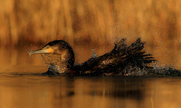 Photograph Olivier Colle A Bigger Splash on One Eyeland