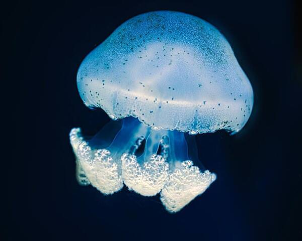 Photograph Hiro Hiro Jellyfish2 on One Eyeland