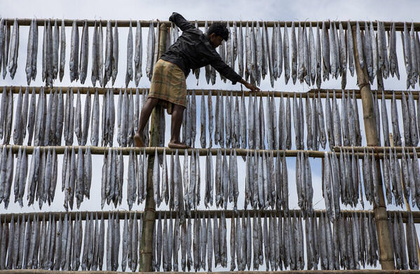 Photograph Azim Khan Ronnie Drying Fish on One Eyeland