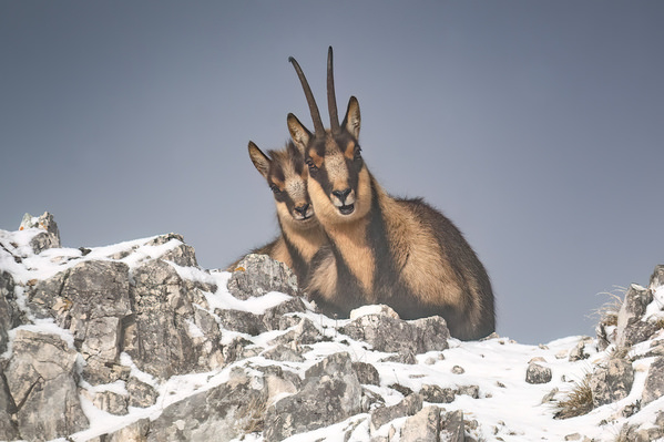 Photograph Sabrina Paci Wild Family on One Eyeland