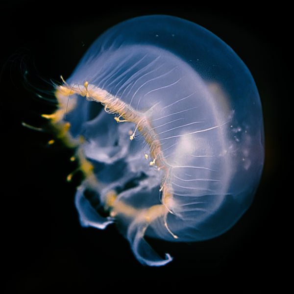 Photograph Hiro Hiro Jellyfish3 on One Eyeland
