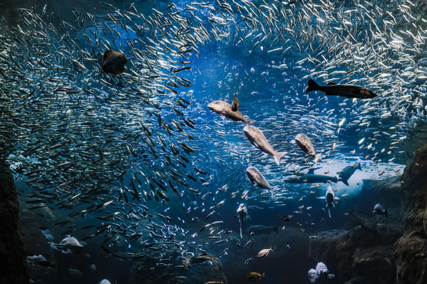 Photograph Aliace Uesan Ocean Symphony on One Eyeland
