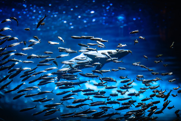 Photograph Aliace Uesan Shark And Fish on One Eyeland