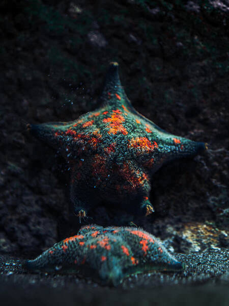 Photograph Aliace Uesan Sea Stars on One Eyeland