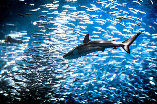Photograph Aliace Uesan Shark And Fish School on One Eyeland