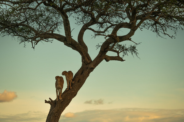 Photograph Farhan Golandaz Cheetahs On Watchtower on One Eyeland