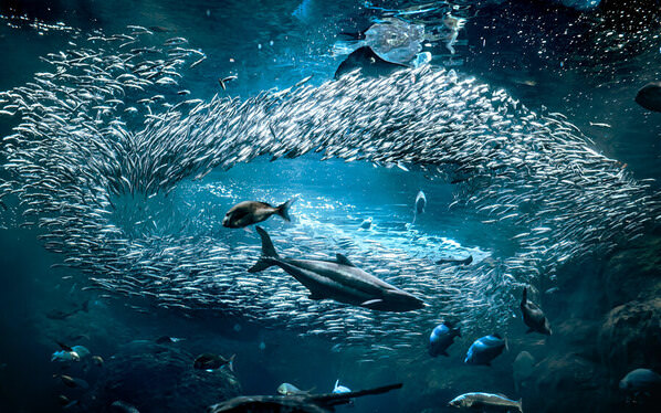 Photograph Aliace Uesan Swimmy on One Eyeland