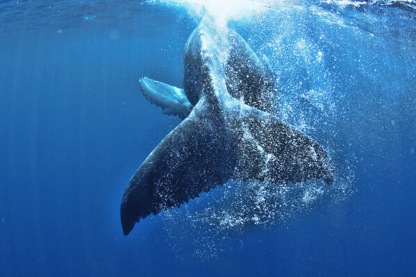 Photograph Kei Nomiyama Big Tail Fin on One Eyeland