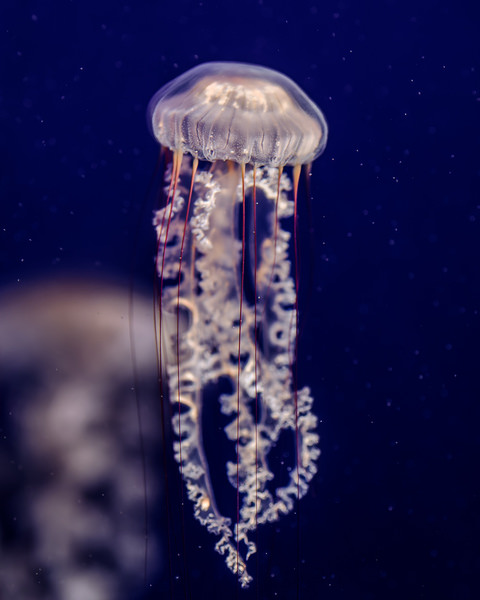 Photograph Aliace Uesan Sea Jellies on One Eyeland