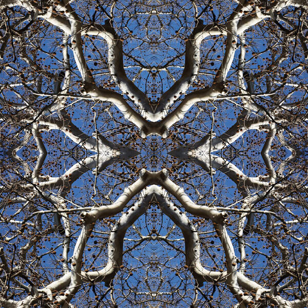Photograph Larry Hamill Sycamore Mandala on One Eyeland