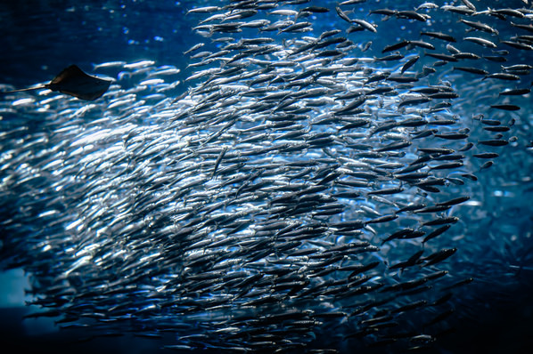 Photograph Aliace Uesan Lots Of Fish on One Eyeland