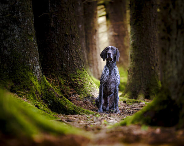 Photograph Ollivier Marc The King Of The Woods on One Eyeland