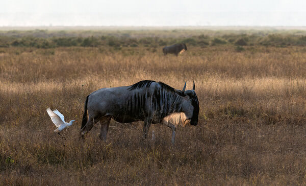 Photograph Luiz Paulo Grinberg Wildebeest And Snowy Egret on One Eyeland