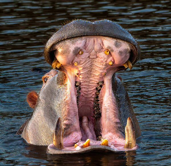 Photograph Luiz Paulo Grinberg Giant Yawn on One Eyeland