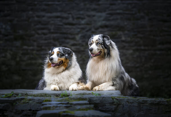 Photograph Ollivier Marc The Handsome Brothers on One Eyeland