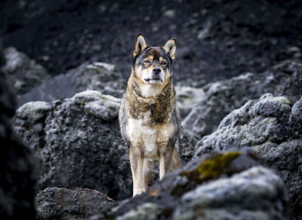 Photograph Ollivier Marc The Guardian on One Eyeland