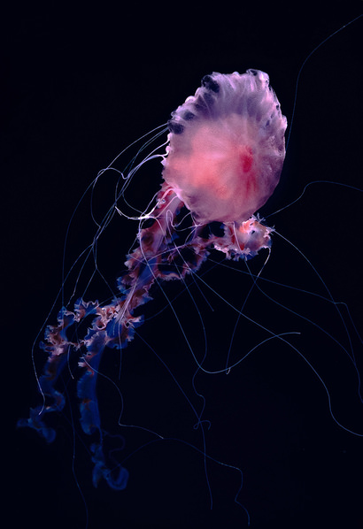 Photograph Kiyoshi Karimizu Jellyfish on One Eyeland