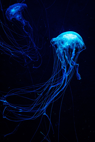 Photograph Kiyoshi Karimizu Jellyfish on One Eyeland