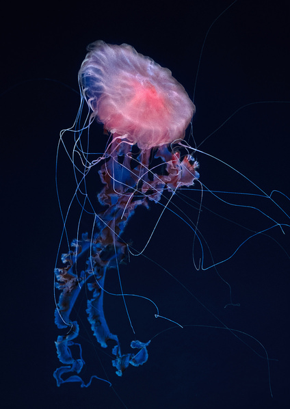 Photograph Kiyoshi Karimizu Jellyfish on One Eyeland