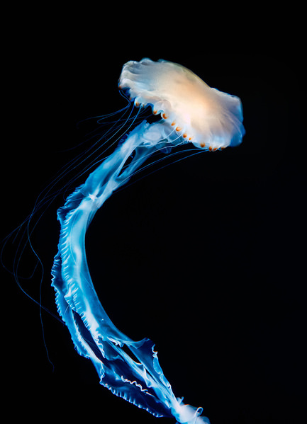 Photograph Kiyoshi Karimizu Jellyfish on One Eyeland
