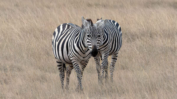 Photograph Luiz Paulo Grinberg How Many Zebras Do You See on One Eyeland