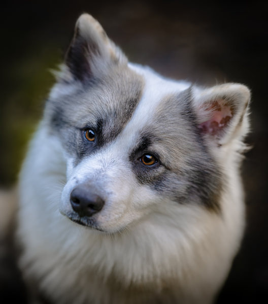Photograph Ollivier Marc Little Friend With A Big Heart on One Eyeland