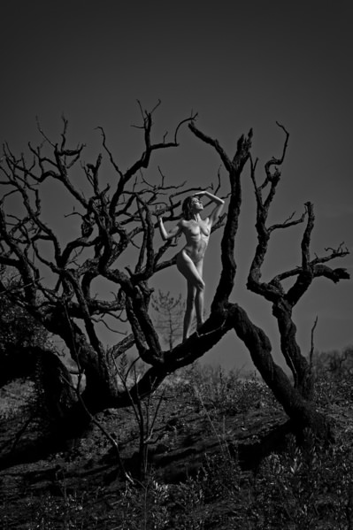 Photograph Roberto Manetta Witch Tree on One Eyeland