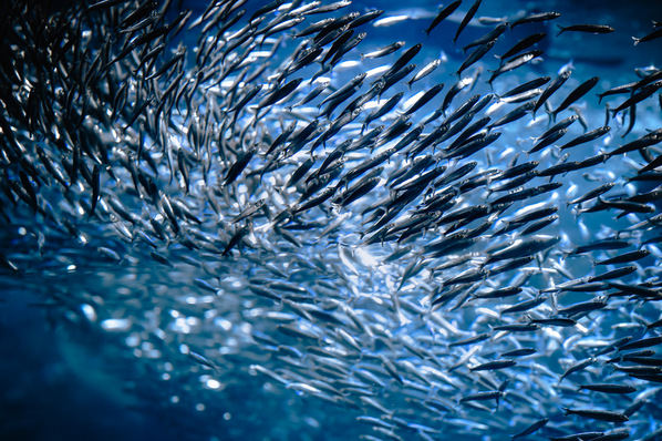 Photograph Aliace Uesan Wriggling Fish on One Eyeland