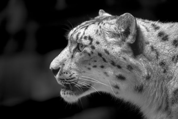 Photograph Ollivier Marc Hello Kitty on One Eyeland