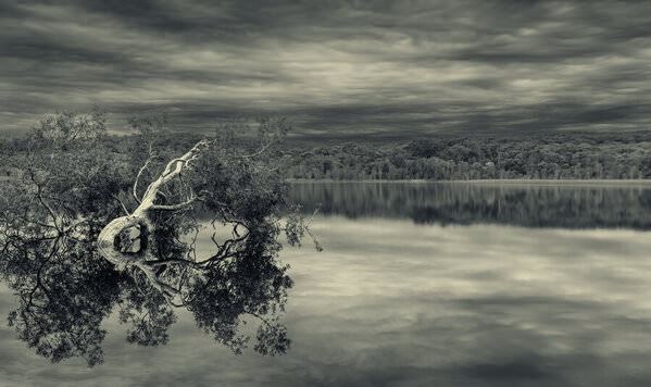 Photograph Steve Turner Tree In The Lake on One Eyeland