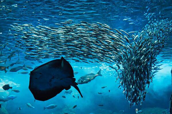 Photograph Hiro Hiro School Of Fish on One Eyeland