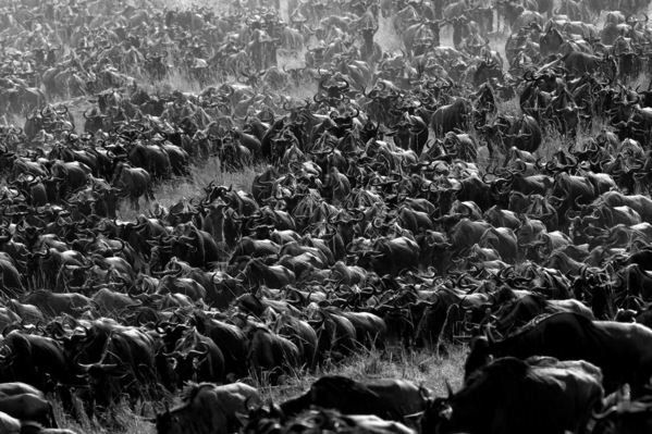 Photograph Luiz Paulo Grinberg Sodality on One Eyeland