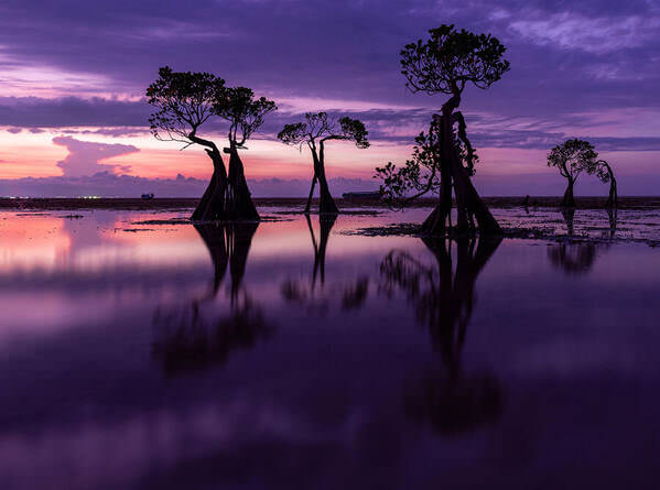 Photograph Anna Shehtova Dancing Trees on One Eyeland