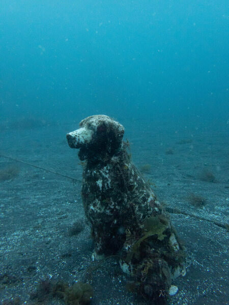 Photograph Yuta Suzuki The Under Water Dog on One Eyeland
