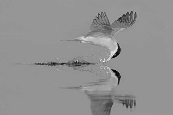 Photograph Olivier Colle No Colors In This Tern on One Eyeland