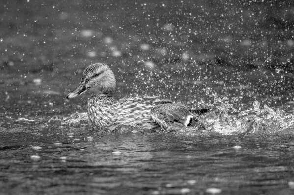Photograph Olivier Colle No Colors In This Supersplash on One Eyeland