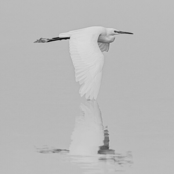 Photograph Olivier Colle No Colors In This White Egret on One Eyeland