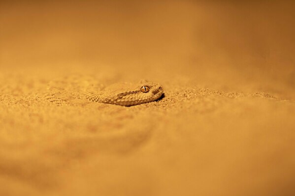 Photograph Nimish Peter Arabian Horn Viper Stealthy Predator on One Eyeland
