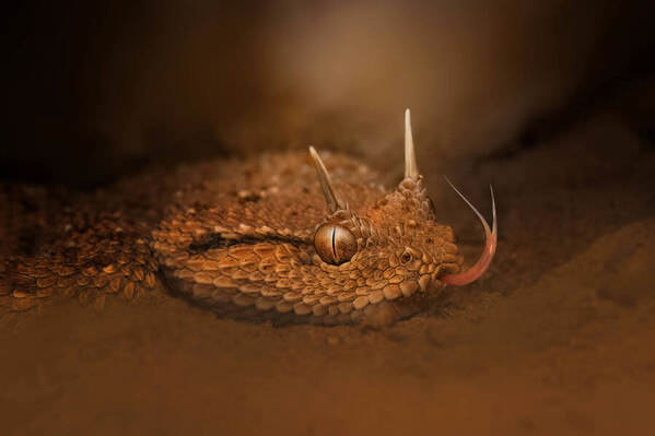 Photograph Nimish Peter Arabian Horn Viper on One Eyeland