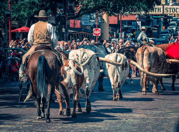Photograph Amit Misra Longhorn Caravan on One Eyeland