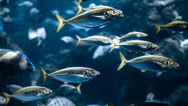 Photograph Aliace Uesan Fish on One Eyeland