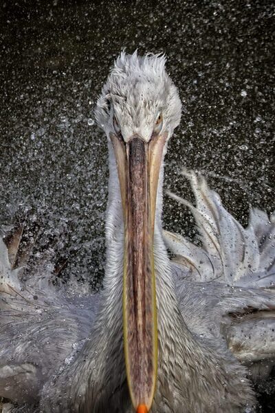 Photograph Alessandro R Moser Pelikan on One Eyeland