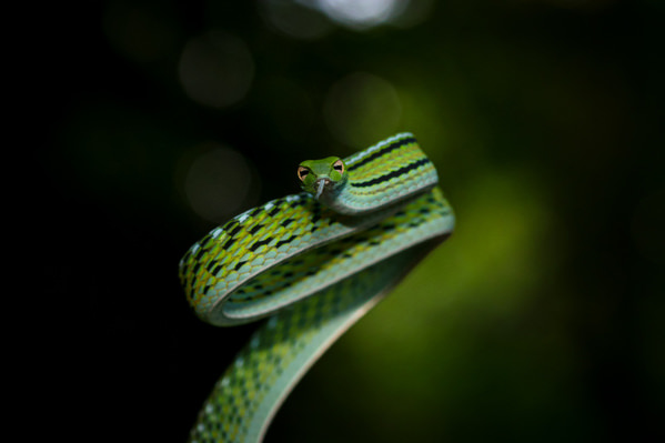 Photograph Martin James Rudman Graceful Green Vine Snake In Focus on One Eyeland