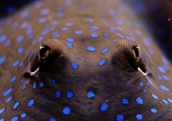 Photograph Hiro Hiro Batoidea on One Eyeland