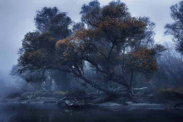 Photograph Martin Kucera A Foggy Moody Floodplain Forest on One Eyeland