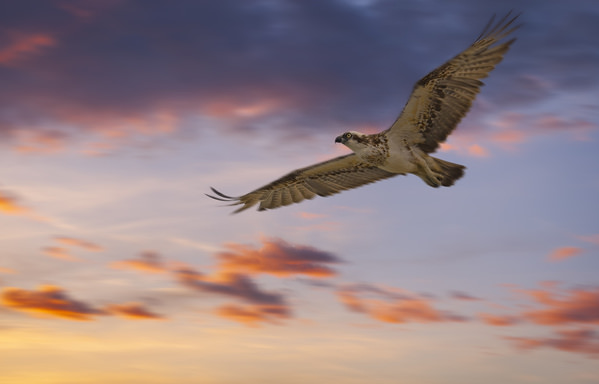 Photograph Steve Turner Sea Hawk on One Eyeland