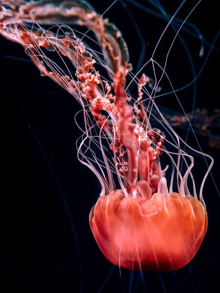 Photograph Aliace Uesan Medusa on One Eyeland